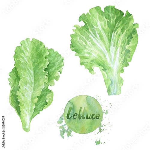 Green lettuce leaves. Useful nutrition for a healthy lifestyle. Hand-drawn watercolor illustration on a white background. Picture for food design.