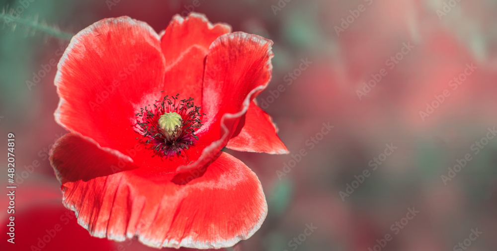 Fototapeta premium A large red poppy flower.