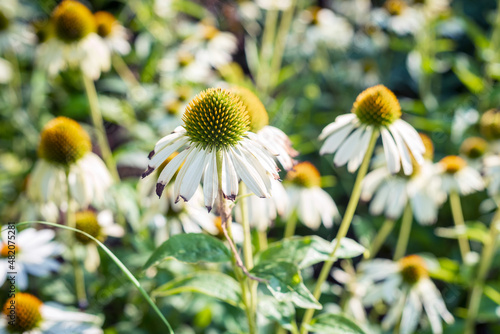 White echinacea flower in the garden in autumn.