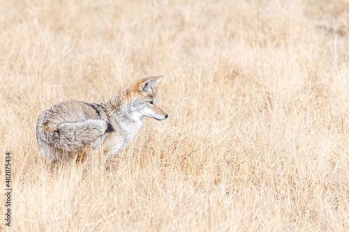 Canvas Print hunting coyote