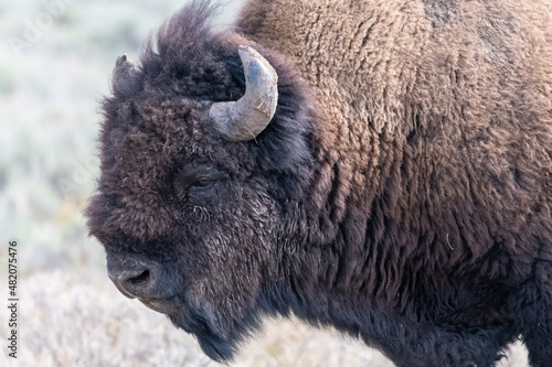 Wallpaper Mural American Bison Torontodigital.ca