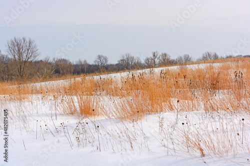 Wallpaper Mural Red Grasses Amongst the Snow Torontodigital.ca