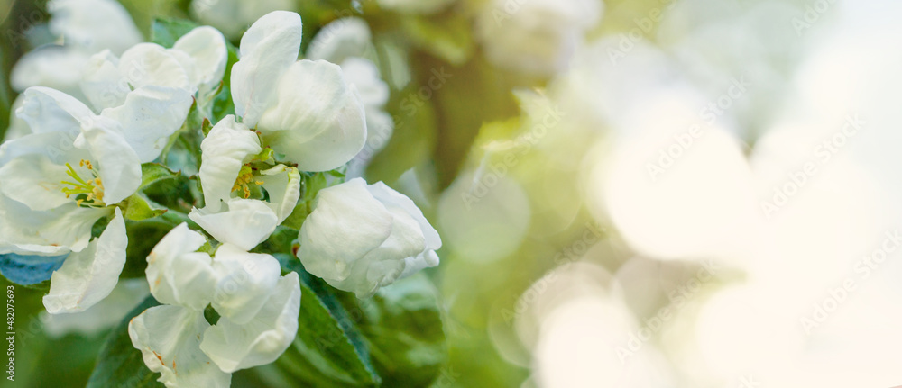 Apple blossoms over blurred nature background Apple blossoms over blurred nature background