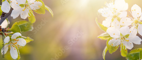 Sakura background with flower blossom on blurred green background and sunlight. Beautiful banner with blooming tree. Easter Sunny day. Orchard abstract blurred background. Springtime.