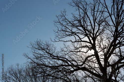 silhouette of a tree with sunburst