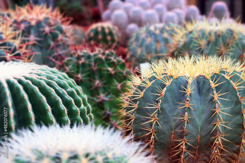 cactus in the garden