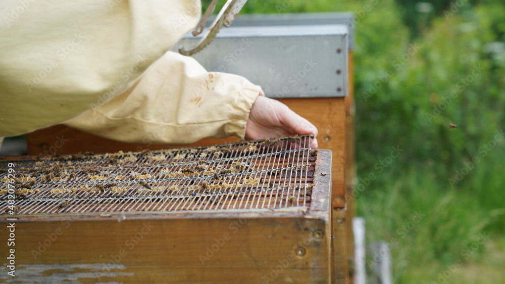 Beekeeping