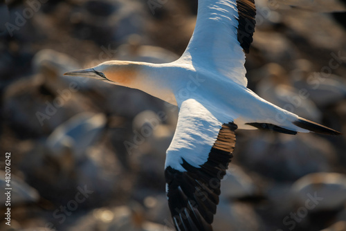 Fotografering Gannet bird flying back to the colony at sunset