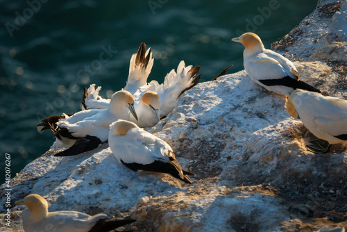 Gannets resting at Muriwai gannet colony, Auckland. Fototapet