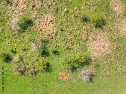 Drone photo of the bright green wheat field. Seamless pattern. Forest top view. Park view from above.