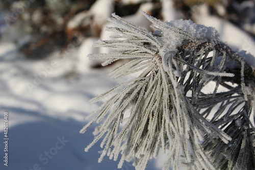 snow-covered branches of a pine tree in the forest in winter © Elena Bondareva