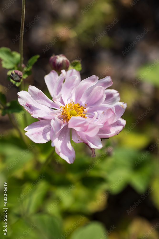 Pink Japanese anemone flower in a summer garden. Anemone hupehensis. Pink Japanese anemone flower in a summer garden. Anemone hupehensis.