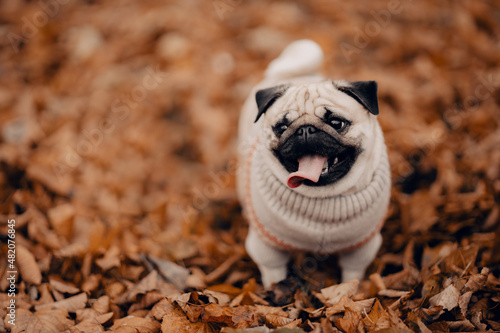 Fototapeta Naklejka Na Ścianę i Meble -  Cute pug dog running outdoor. Portrait of beautiful female puppy pug dog smiling and tongue out.