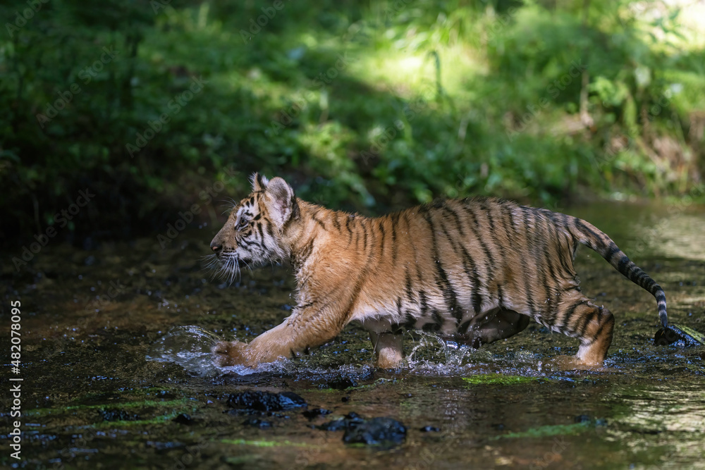 Side view of Bengal tiger cub running in the river. Horizontally. Side view of Bengal tiger cub running in the river. Horizontally.