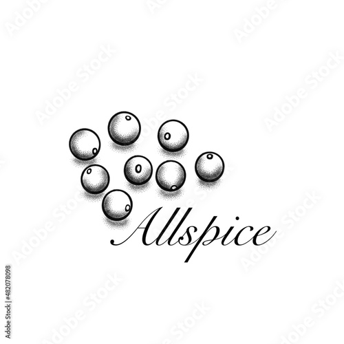 Allspice monochrome illustration. Healthy spice cooking ingredient. 