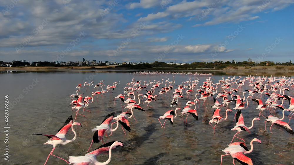 Naklejka premium Pink flamingos on a natural lake in Cyprus. A flock of beautiful birds in the wild.