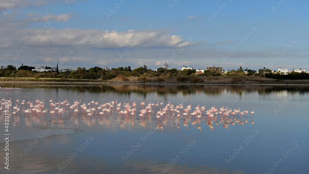 Fototapeta premium Pink flamingos on a natural lake in Cyprus. A flock of beautiful birds in the wild.