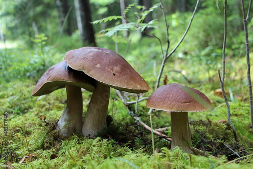 Mushroom in forest