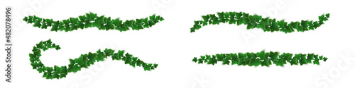 Obraz na plátně Ivy vines with green leaves, climbing plants