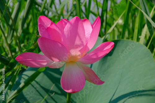 Lotus blossom. Bright pink flower.