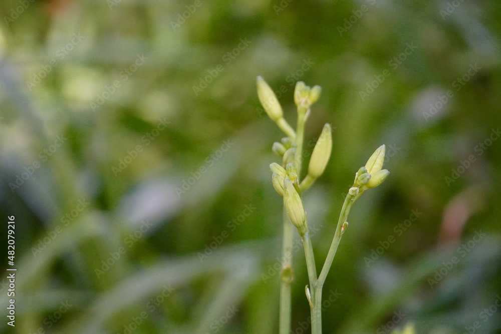 Lily buds Lily buds