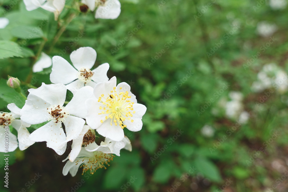 Obraz premium Dainty white flowers