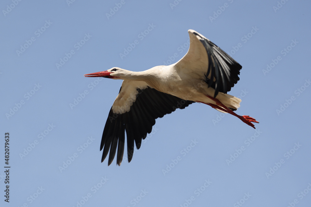 Fototapeta premium stork (Ciconia ciconia) bird flying in blue sky
