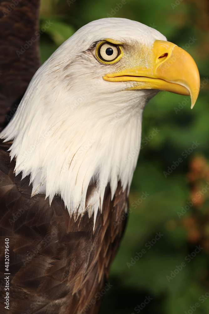 close up of bald eagle (Haliaeetus leucocephalus) portrait close up of bald eagle (Haliaeetus leucocephalus) portrait