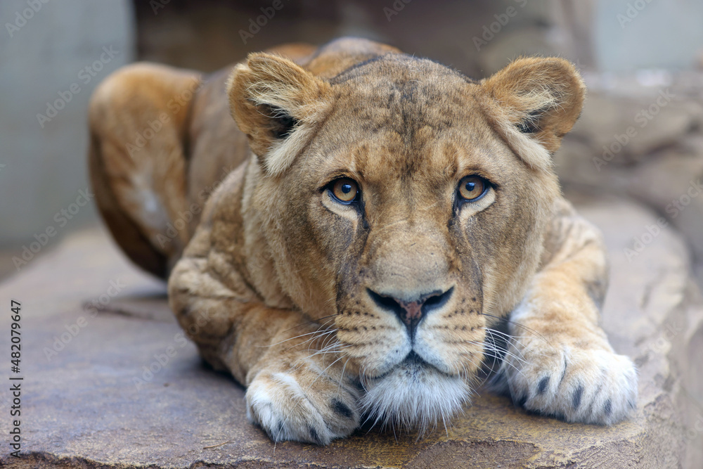 Obraz premium Close up shot of lioness (panthera leo) head