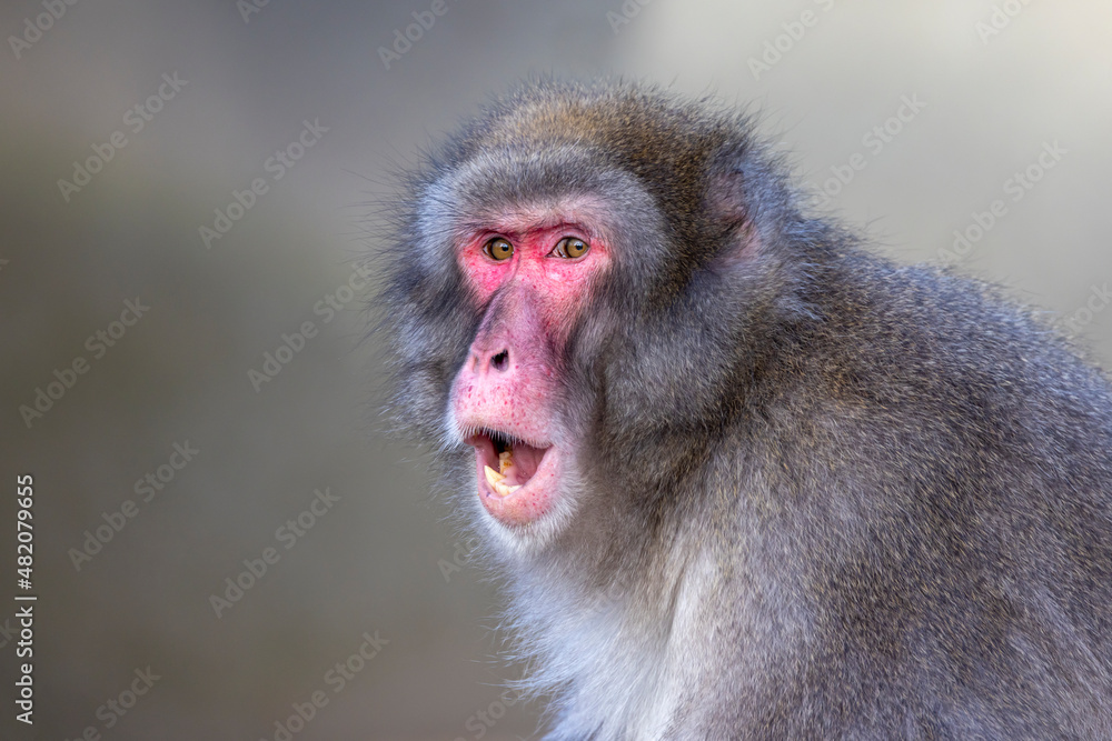 closeup of Japanese macaque (Macaca fuscata) in wild closeup of Japanese macaque (Macaca fuscata) in wild