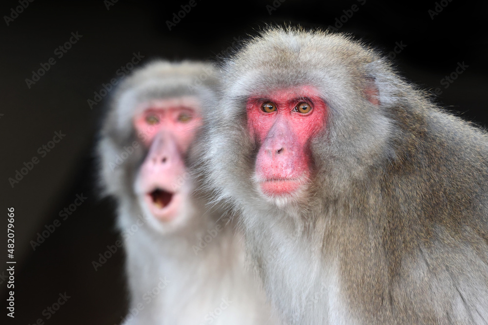 closeup of Japanese macaque (Macaca fuscata) in wild closeup of Japanese macaque (Macaca fuscata) in wild