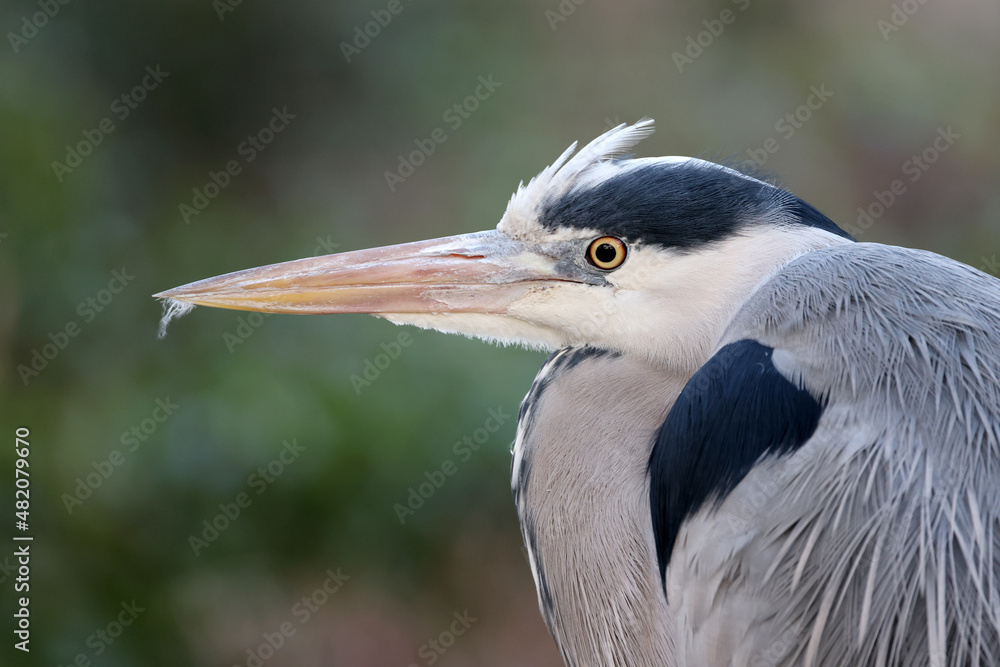 closeup portrait of a Grey Heron (Ardea cinerea) at habitat