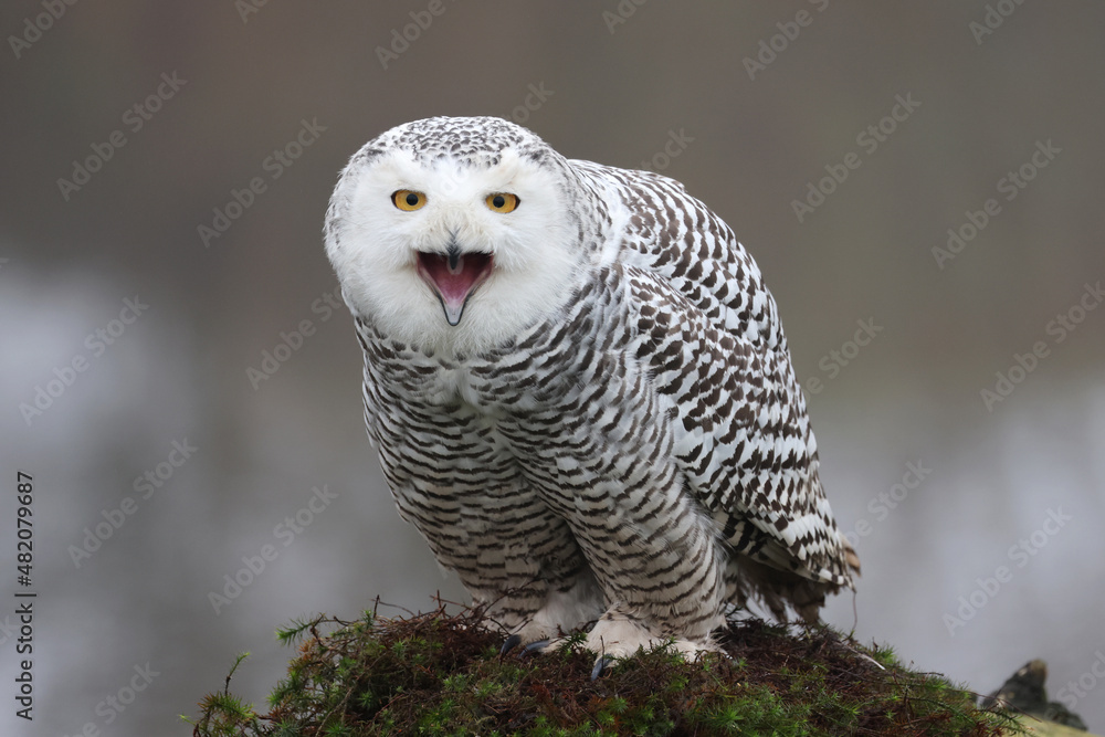 closeup of snowy owl (Bubo scandiacus) in wild closeup of snowy owl (Bubo scandiacus) in wild