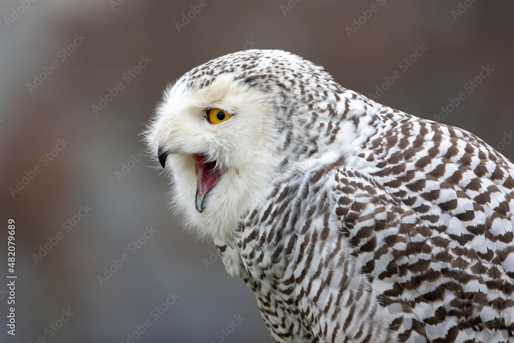 Fototapeta premium closeup of snowy owl (Bubo scandiacus) in wild
