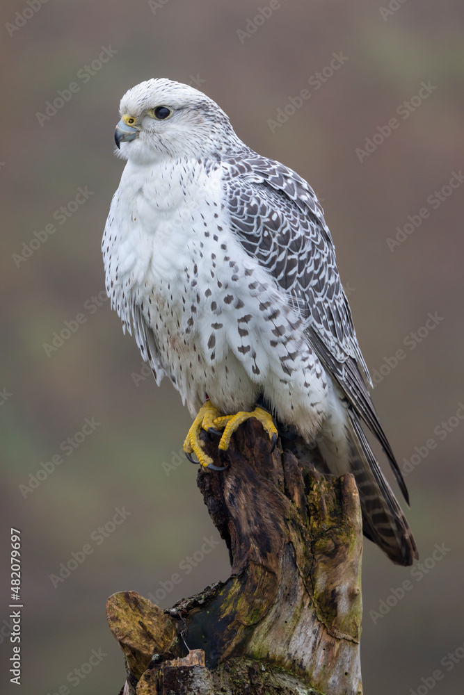 closeup of gyrfalcon (Falco rusticolus) in wild nature