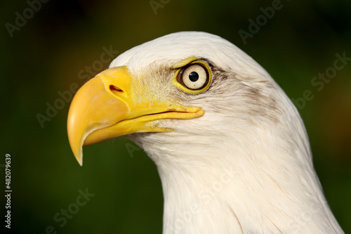 close up of bald eagle (Haliaeetus leucocephalus) portrait
