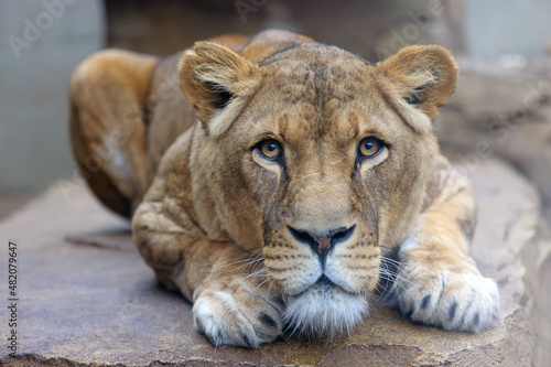Close up shot of lioness (panthera leo) head
