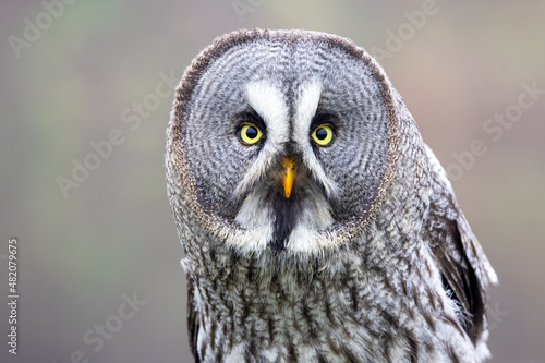 closeup of Great gray owl (Strix nebulosa) in wild © Edwin Butter