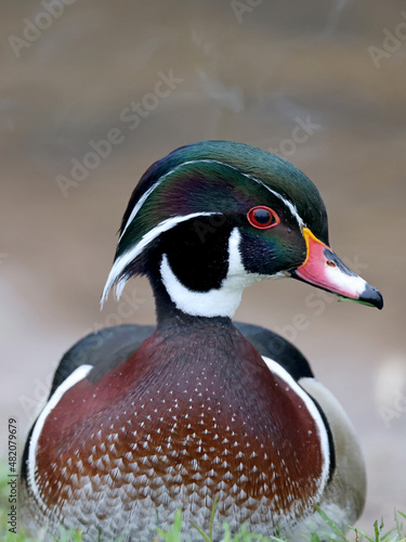 closeup of wood duck or Carolina duck (Aix sponsa) portrait