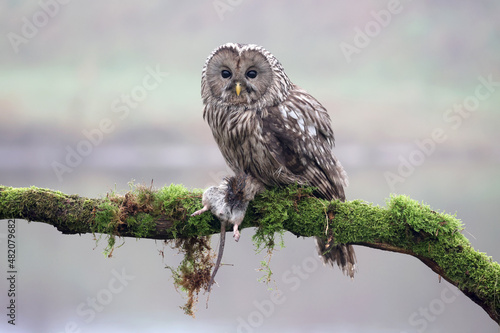 closeup of Ural owl (Strix uralensis) in wild photo