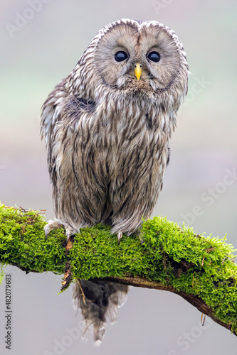 фотографія closeup of Ural owl (Strix uralensis) in wild