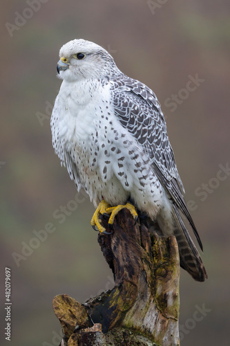 closeup of gyrfalcon (Falco rusticolus) in wild nature photo