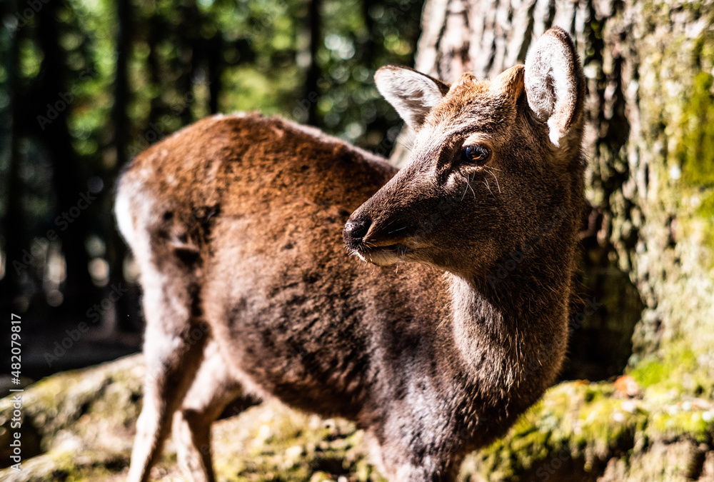 Fototapeta premium Deer in Japan