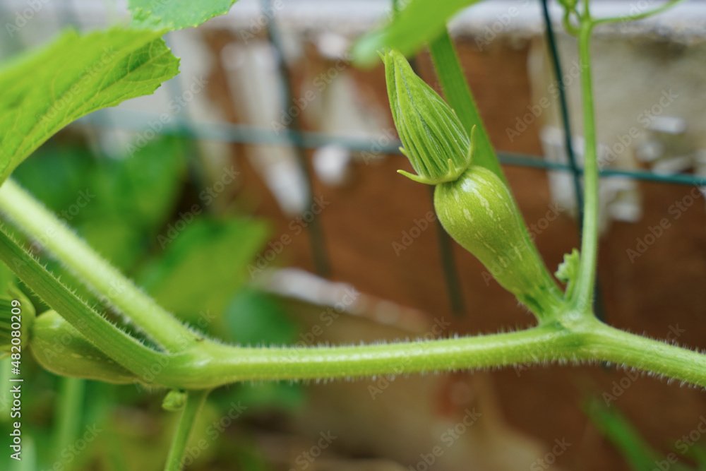 Squash plant Squash plant