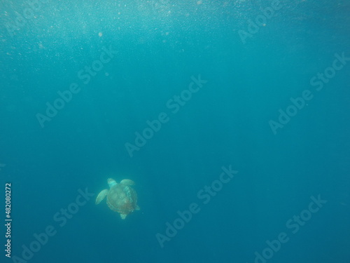 Turtle in the sea