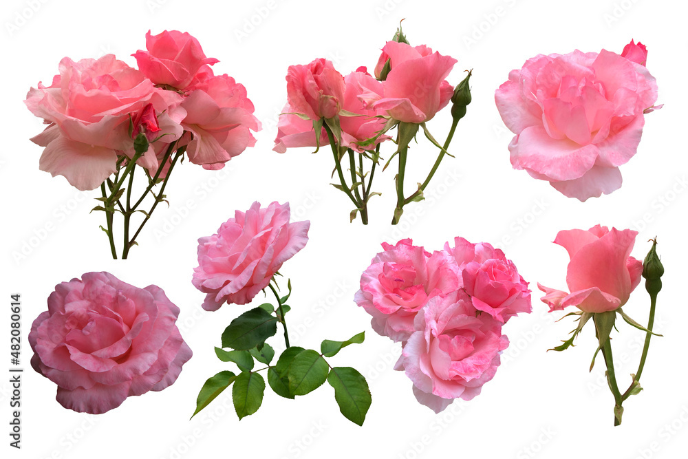 Pink isolated roses set with leaves delicate flower branch on the white background, cutout object for decor, design, invitations, cards, soft focus and clipping path