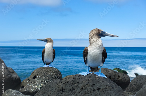 Blue footed boobies on Galapagos Island St. Cristobal sitting on the shore looking in opposite directions photo
