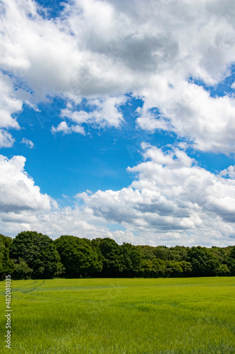 Fototapeta Naklejka Na Ścianę i Meble -  Summer sky clouds