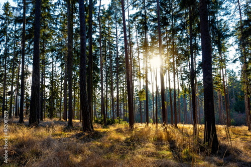 Sunny forest with pine and spruce tree.