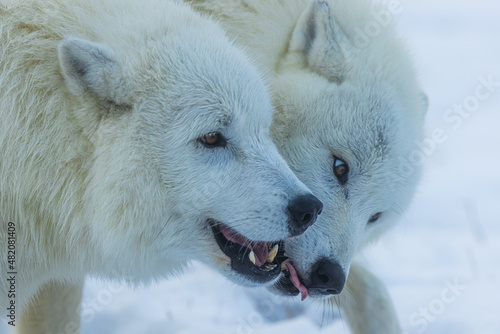 male Arctic wolf (Canis lupus arctos) two individuals nibbling on each other's paws